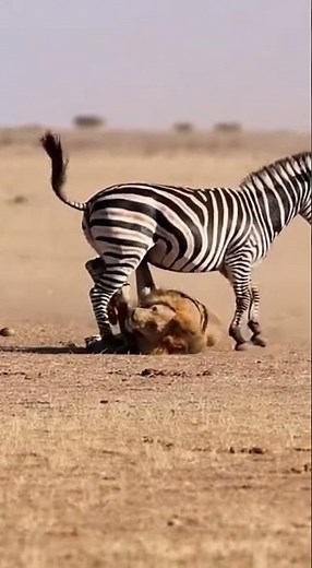 Zebra DESTROYS Male Lion - SAVES Baby! 🦓 발차기구조 🦓 蹴救出 #viral #zebra #rescue