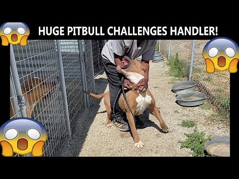Huge dominant Pitbull challenges Handler! DOG Training! SUBMIT ANY DOG!