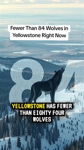 Fewer than 84 wolves is the lowest count in years. Disease, dispersal, and hunting outside the park are driving the decline. 25 Yellowstone wolves were killed this season alone after crossing state lines. This isn't just a number—it's a crisis for one of the most studied wolf populations in the world. Are you concerned about these numbers? Comment below. 🐺📉 #YellowstoneWolves #WolfPopulation #BreakingWildlifeNews #WolfConservation #YellowstoneNews Yellowstone wolf population 2026 Current wolf 