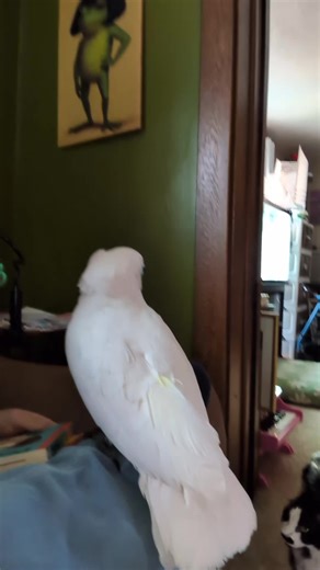 FurbytheBirb's Peekaboo Dog Reading