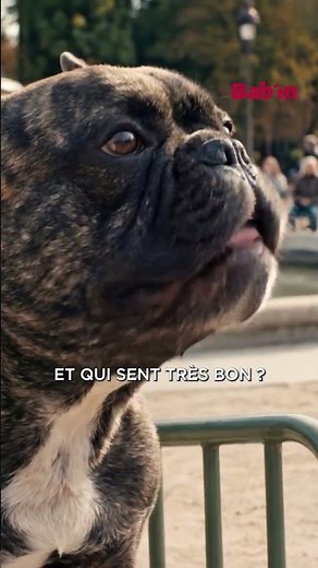 Qu’est-ce qui est français, petit et qui sent bon ? | Croquettes chiens françaises appétente