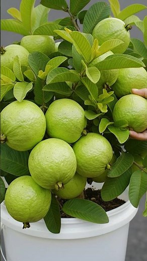 🌿Grow Guava Tree from Cuttings - Essential Tips for 100% Rooting Success