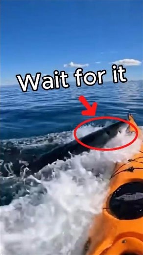 Shark Slams Into Kayak in Open Sea, Sending Kayaker Into Panic