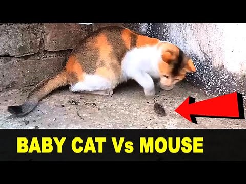 Cat plays with Mouse before eating | Cat Vs Rat | Funny Cat