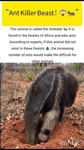 Anteater Animal Saves Forests #anteater #ukwildlife #usawildlife #animaldocumentary #shorts
