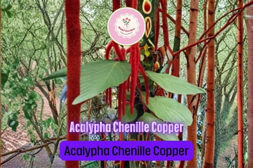 2 Chenille Copper Acalypha Plants – 3–6” Tropical Starter Plants – Colorful Foliage & Unique Blooming Accent Plant - Etsy