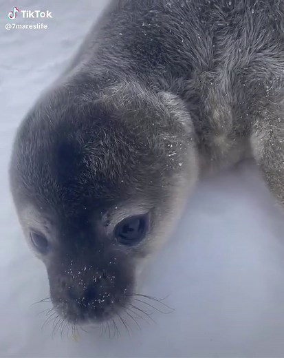 Bebê Foca: Um Encontro Fofo com Animais da Natureza