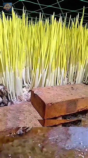 Why Do Farmers Grow Garlic in Water? The Secret Will Surprise You! 😱🧄