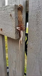 Spider Holding a Lizard in a Shocking Suspense Moment as the camera captures the exact second the spider traps the lizard, leaving viewers wondering what will happen next. This intense wild encounter unfolds in real nature where every movement builds more tension and curiosity, making it impossible to look away. AI line: Filmed with a realistic mobile camera view, keeping both creatures clearly in focus throughout. #SpiderVsLizard #WildSuspense #NatureThrill #AnimalEncounter #TrendingVideo | Ins