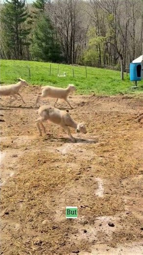First Time on Pasture for These Lambs
