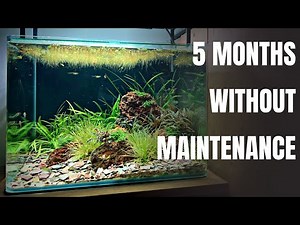 THE EASIEST AQUASCAPE I'VE EVER MADE! (Low-tech No Co2 Planted Tank)