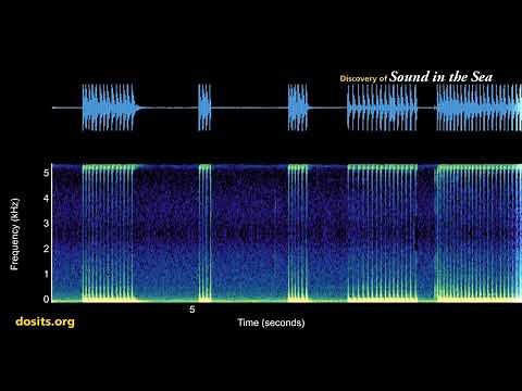 Atlantic Croaker Sounds