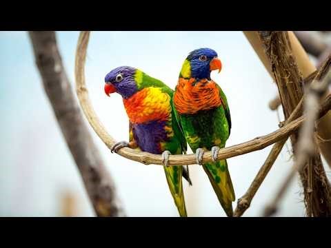 Cute Rainbow Lorikeets 🐦🌈 Feeding & Chirping Sounds