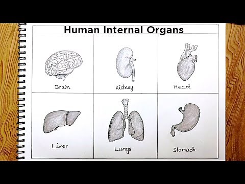 Human Internal Organs drawing/How to draw human internal organs easy way