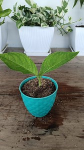 41K views · 225 reactions | Hydrangea plant cutting  #gardening #garden #plants #reels #trendingreels #trendingreelsvideos #viralreels | Gardening Ideas | Facebook