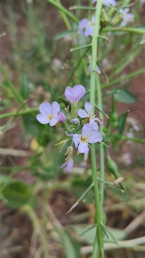 RADISH || FLOWER ||#trending #viral #flowers #plants