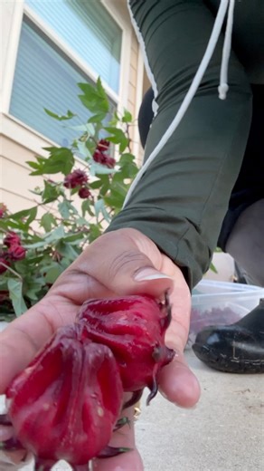 2.1M views · 32K reactions | My favorite kitchen hack for this bountiful harvest? The freezer! Read pinned comment. | The Okra Lady LLC | Facebook