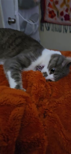 this_Summer1 (@this_summer1)’s videos with The Muppet Show - Main Title - Dominik Hauser