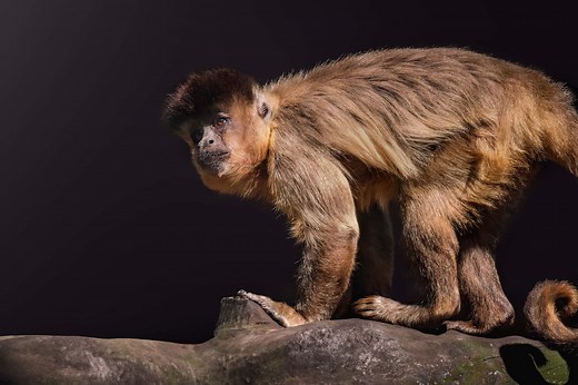 9 Unique Monkeys From Around the World