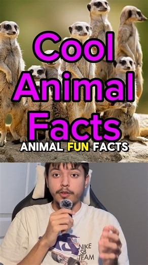 Cool Animal Fun Facts 2 🐦