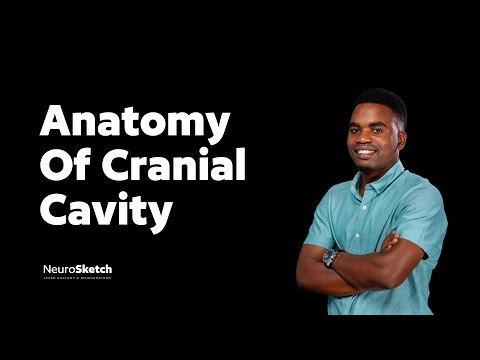 Cranial Cavity: Foramina, Skull Base & Fossae