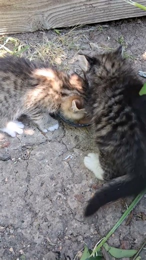 Kittens try wet cat food for the first time #kitten #kitty #kittens #cat