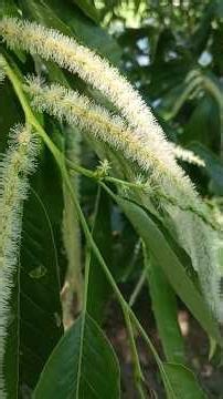 1.その辺の植物の花。名前はなんでしょう。