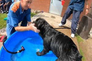 Puppies in Prison: Inmates Training Puppies to Become Service Dogs for the Blind