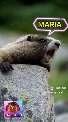 Castor Gritando o Nome Maria - Memes TikTok
