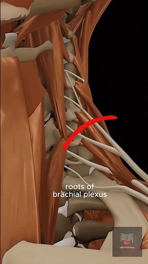 3D animation illustrating the brachial plexus and the scalene muscle #3danatomy #3danimation #shorts