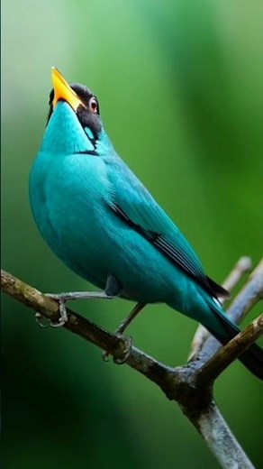 Have You Ever Seen a Bird This Blue-Green? 😍 #GreenHoneycreeper #BirdWatching #NatureLovers