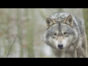 Тайга. Музыка Сергея Чекалина. Taiga. Music by Sergei Chekalin.