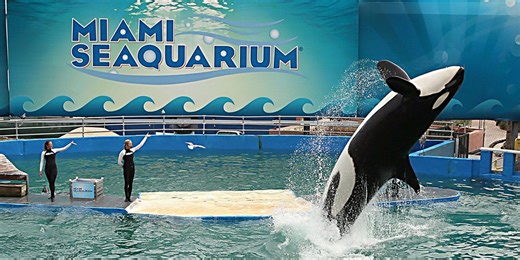 After a half-century in captivity, could Tokitae the orca finally be free?