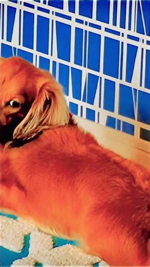 「Time To Say Goodbye」ピアノ伴奏🎹 #dog #pets #dachshund #music #piano