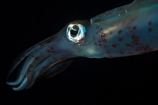 This glittery squid can change color in an instant