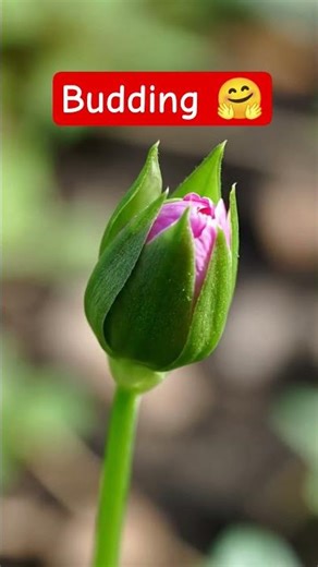 Budding 🌱✨ | Asexual Reproduction Explained 🤗#shorts