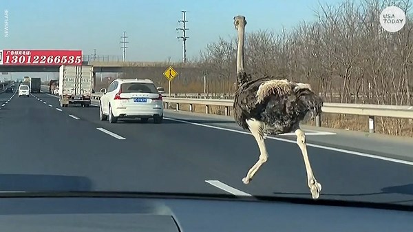 Runaway ostrich keeps up with traffic on highway