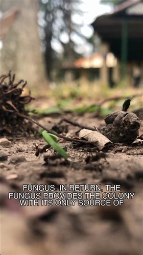 These ants are farming their own fungus.