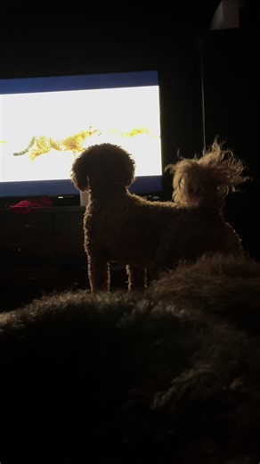 Enjoy this video of Jax barking at the TV #funnydogs #minigoldendoodle #puppydog #dogwatchingtv