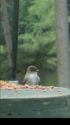 Sings his Song! 🎵“Fee-Bee, Fee-Bee!”🎵 Eastern Phoebe