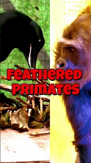 Brain of a Crow! The Bird Intelligence Code | The Earth Network