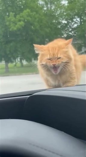 Sorry kitty, I didn't mean to. #cat #kitty