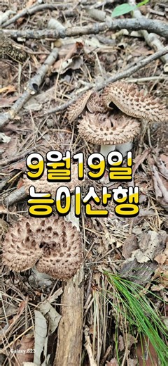 26년9월19일 #능이#능이산행#버섯산행#자연산버섯