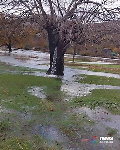 15K views · 280 reactions | This incredible tree gushes water from within its trunk! | News.com.au | Facebook