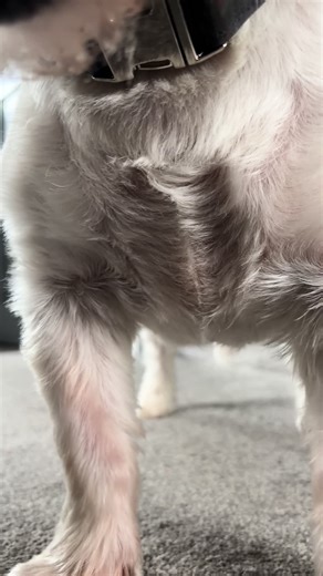 Insane Zoomies: Watch This Fast Westie in Action!