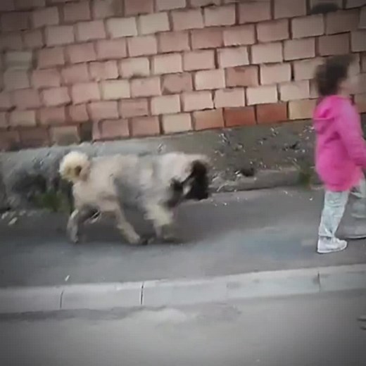 Caucasian Shepherd: The Mighty Russian Ovcharka