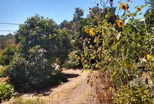 Growing sunflowers in Southern California - Greg Alder's Yard Posts: Southern California food gardening