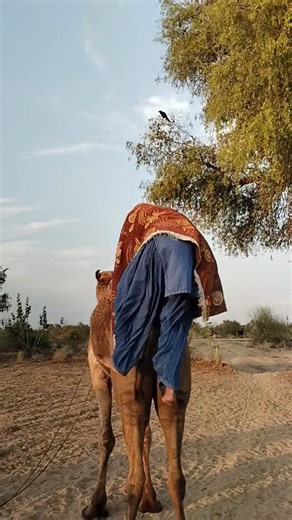 كانَ فتىً نائمًا على السطح في الصحراء، فلما سمع صوتَ شخصٍ نزل إلى الأسفل.