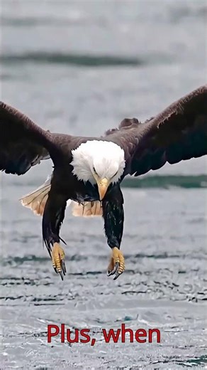 How Do Eagles Fly So Fast?
