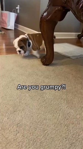 NOW I AM 😡 #bulldog #dog #dogtok #dogsofttiktok #doglover #puppy #doglife #funny #englishbulldog | Stubby The Bulldog